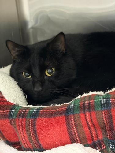 Enlarge Quinn, a Adoptable Domestic Short Hair in Webster, MA image 1/1