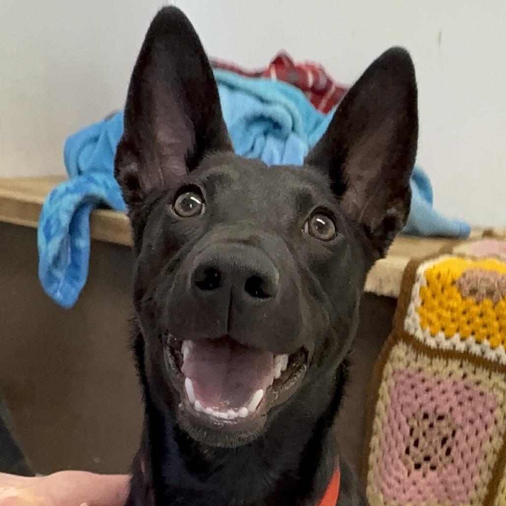 Jolly Rancher, Adoptable, Puppy Male Australian Kelpie.