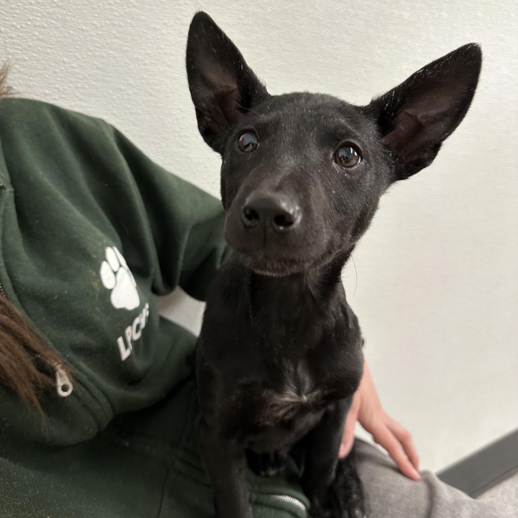 Jolly Rancher, Adoptable, Puppy Male Australian Kelpie.