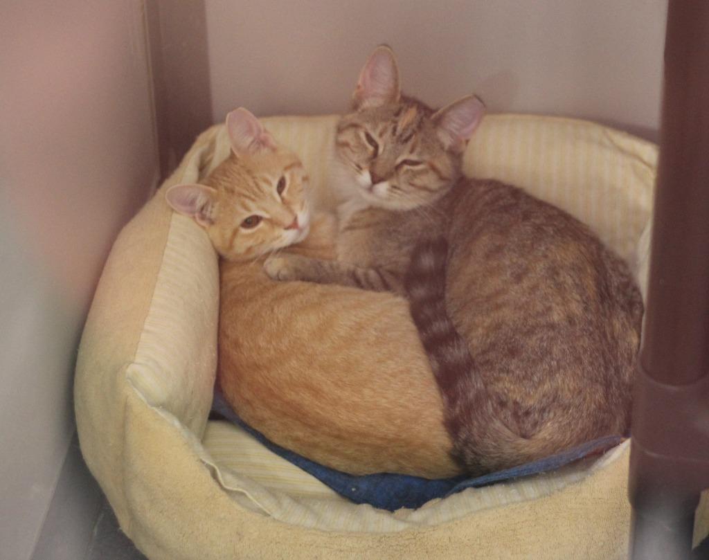 Enlarge Simone & Maxine, a Adoptable mixed breed in Rockford, IL image 1/2