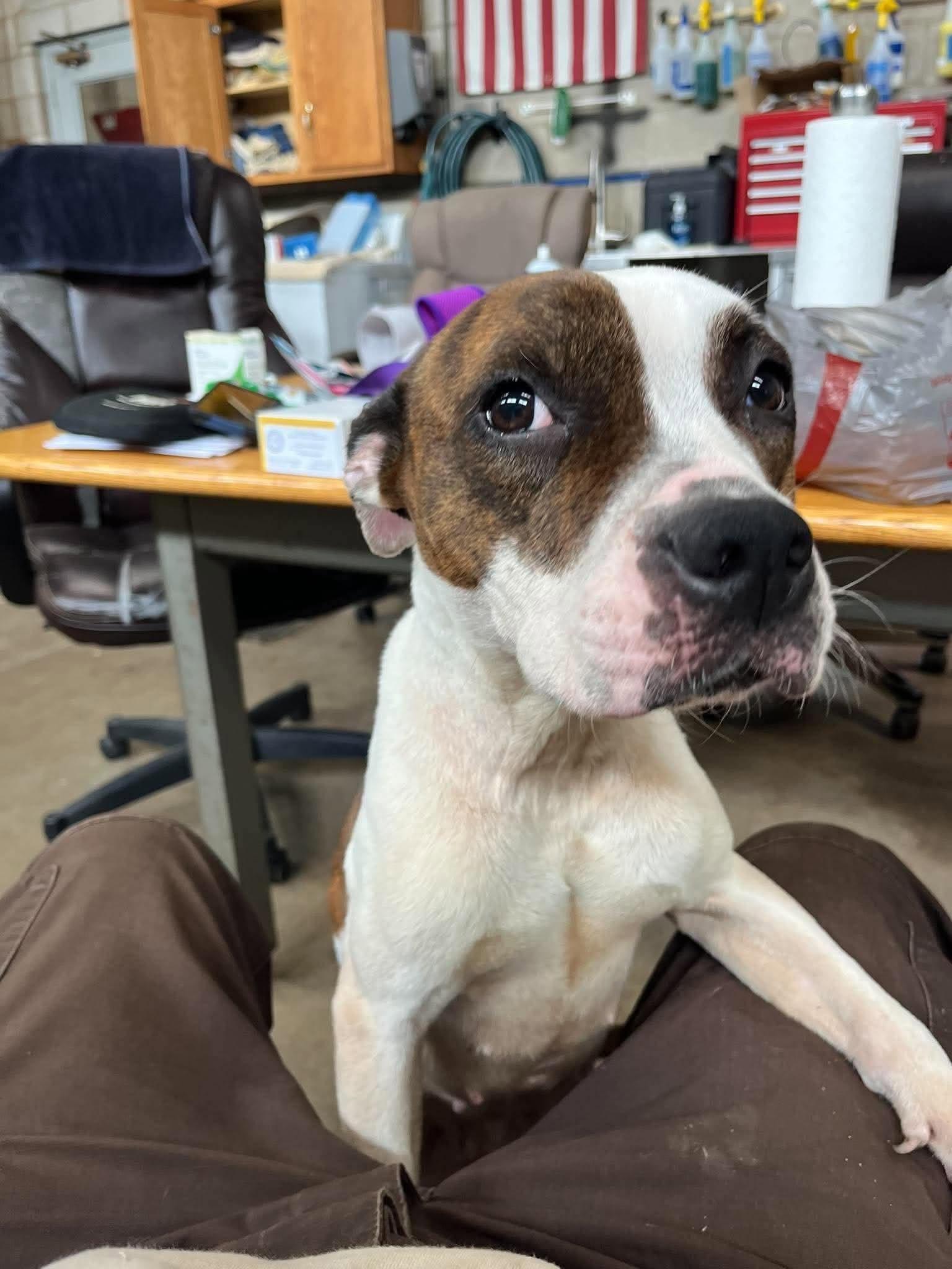 Enlarge Destiny, a Adoptable mixed breed in Palos Heights, IL image 2/3