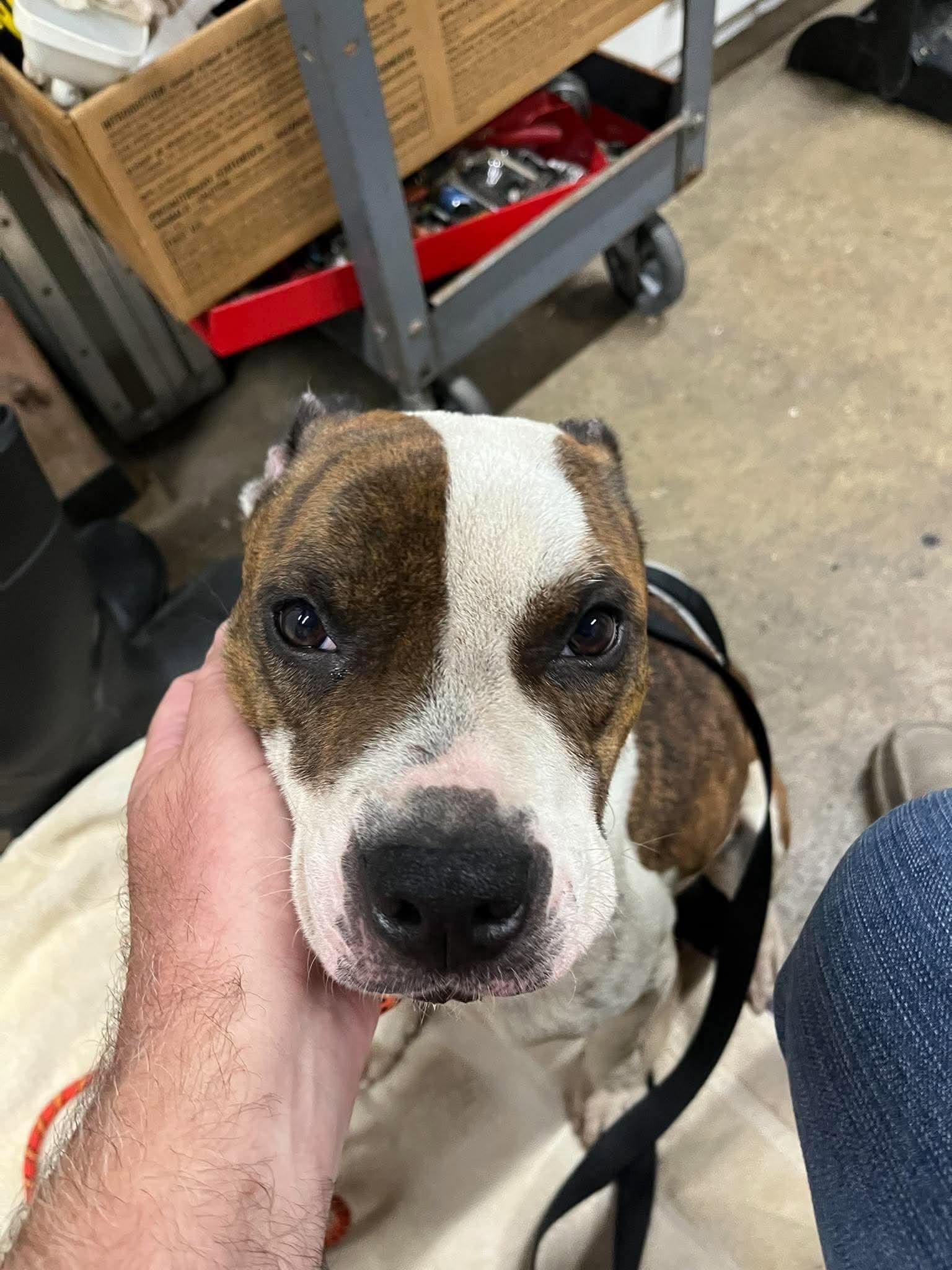 Enlarge Destiny, a Adoptable mixed breed in Palos Heights, IL image 3/3