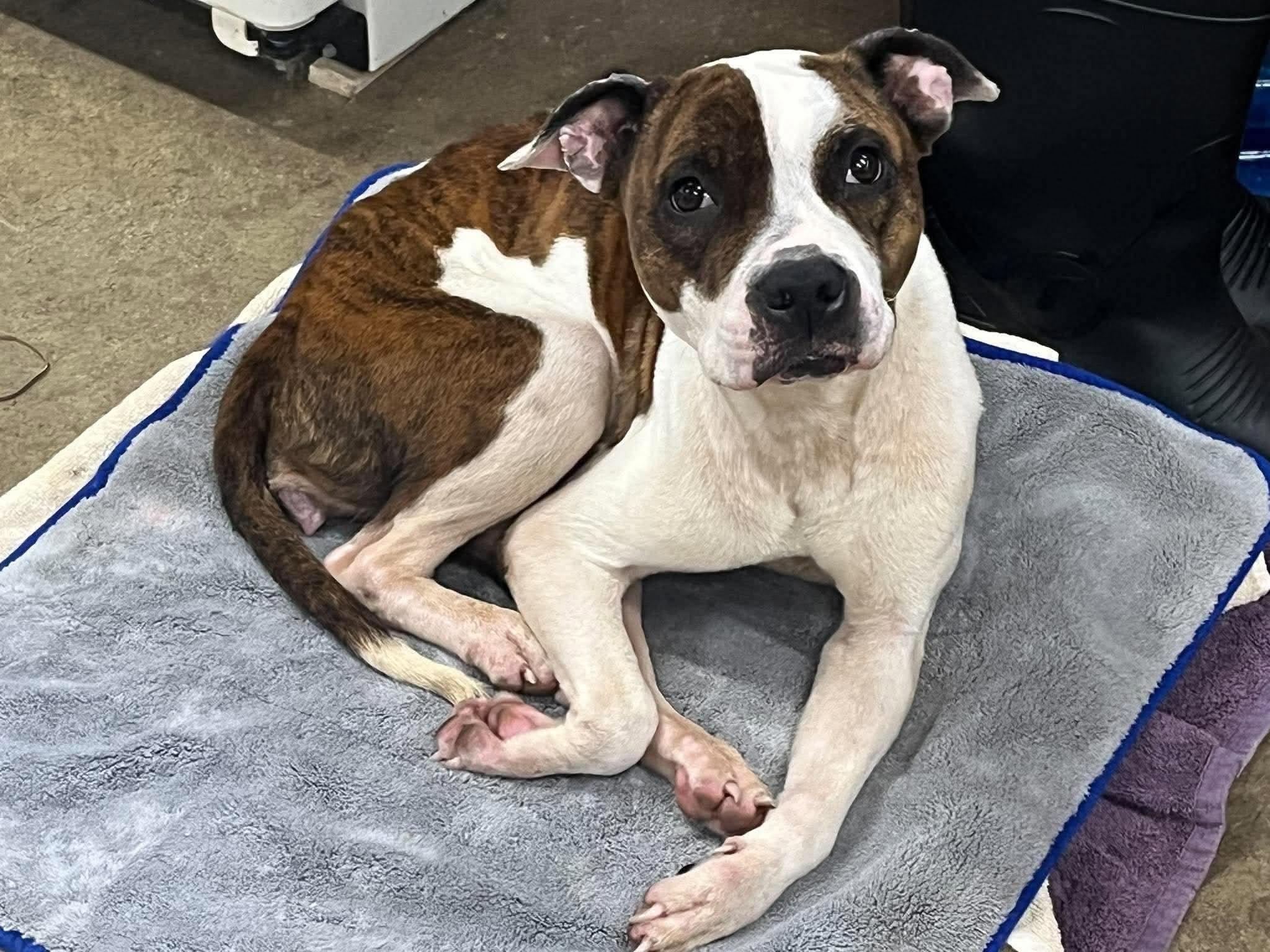 Destiny, Adoptable, Young Female Pit Bull Terrier.