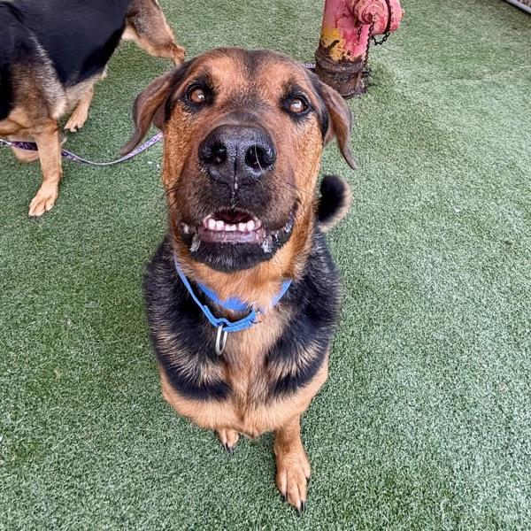 Horus, Adoptable, Young Male Shepherd.