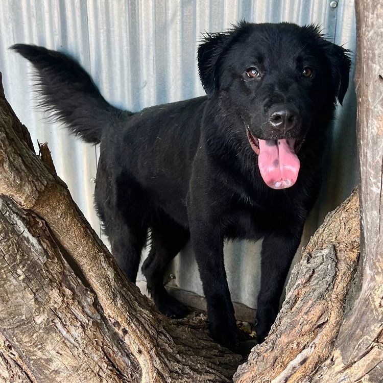 Raven, a Adoptable mixed breed in Oklahoma City, OK image 1/6