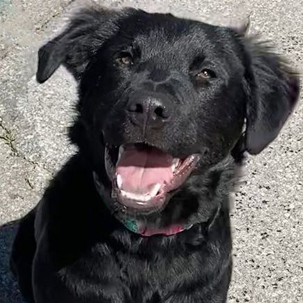 Raven, a Adoptable mixed breed in Oklahoma City, OK image 3/6