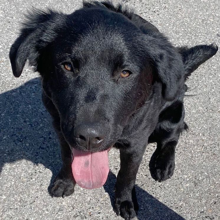 Raven, a Adoptable mixed breed in Oklahoma City, OK image 4/6