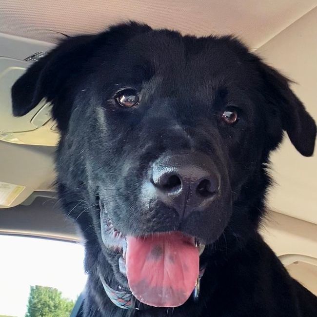 Raven, a Adoptable mixed breed in Oklahoma City, OK image 5/6