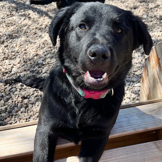 Raven, a Adoptable mixed breed in Oklahoma City, OK image 6/6