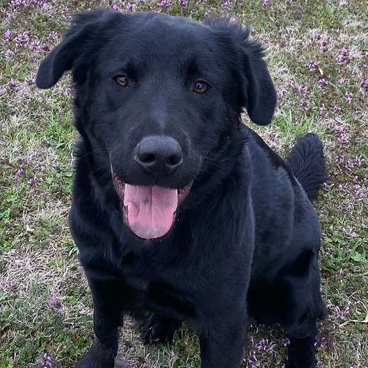 Raven, a Adoptable mixed breed in Oklahoma City, OK image 2/6