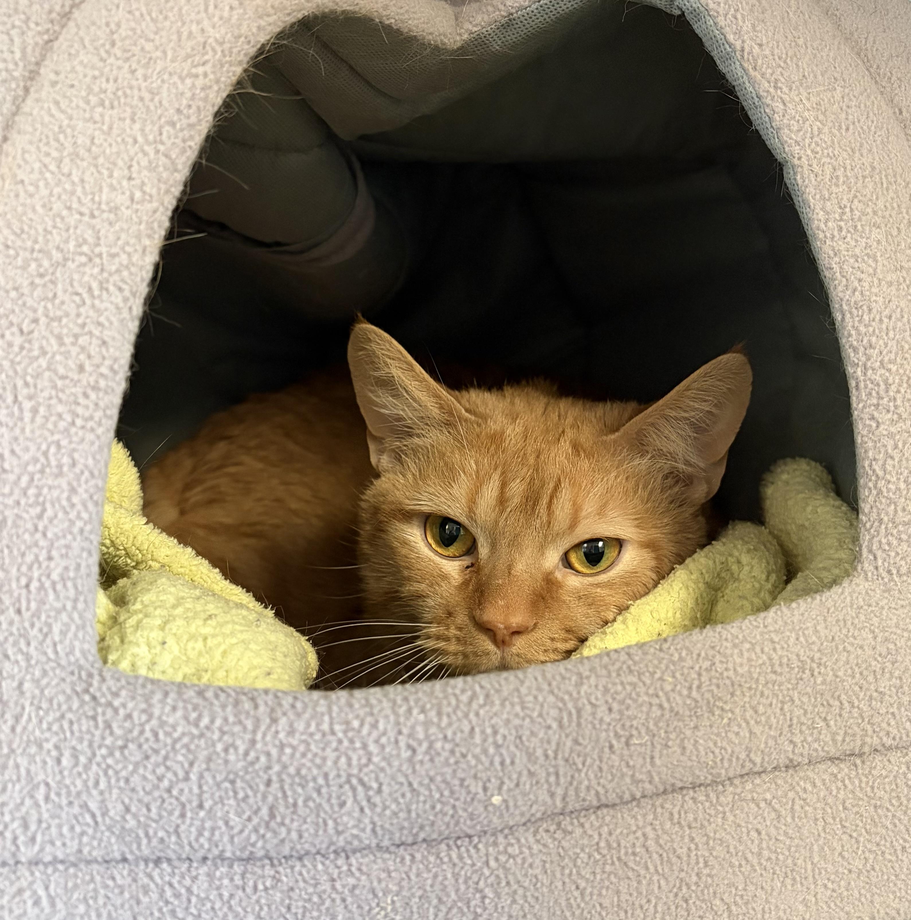 Enlarge DaVinci , an adopted Domestic Short Hair in Manchester, NH image 3/3