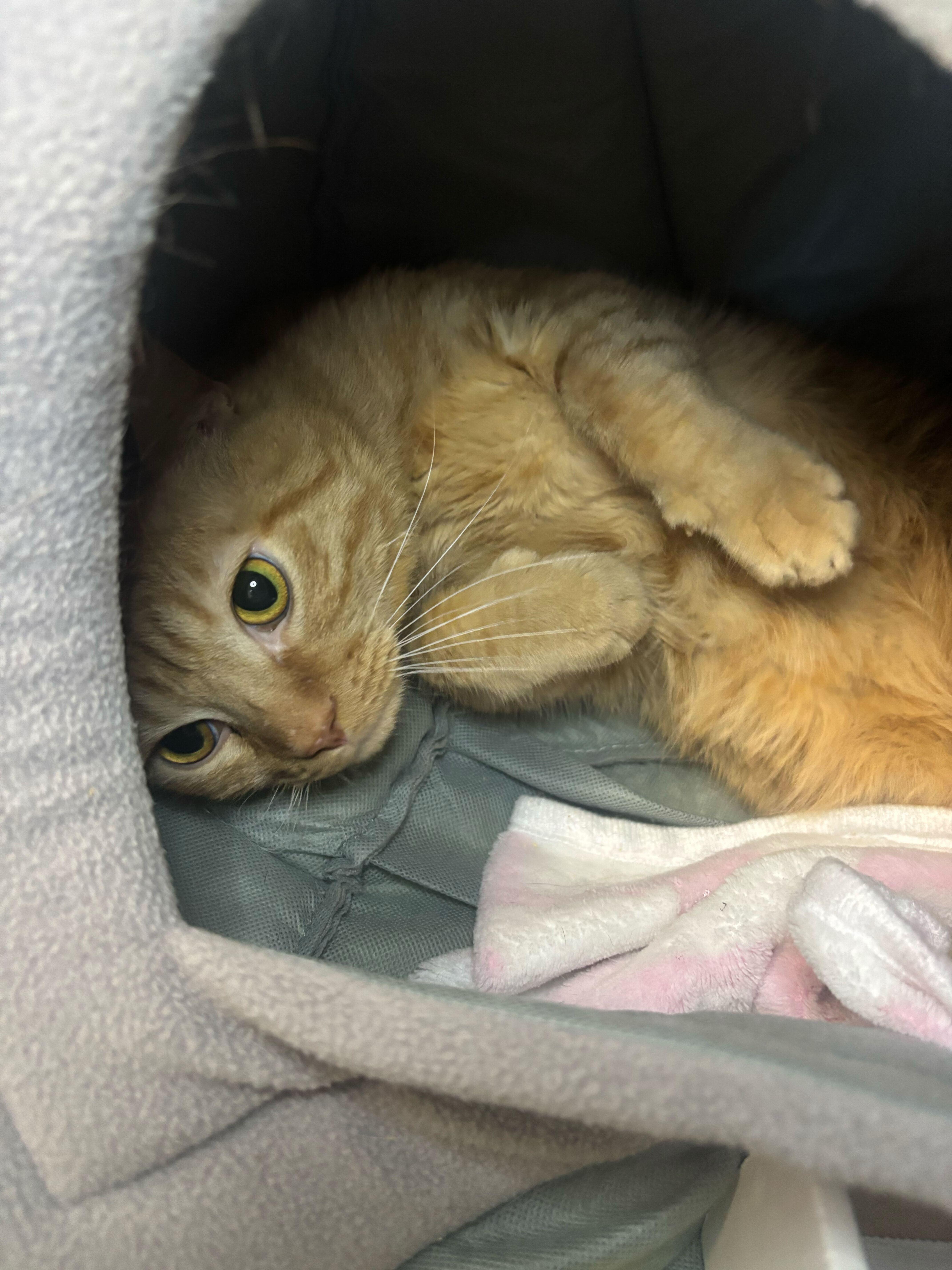 Enlarge DaVinci , an adopted Domestic Short Hair in Manchester, NH image 2/3