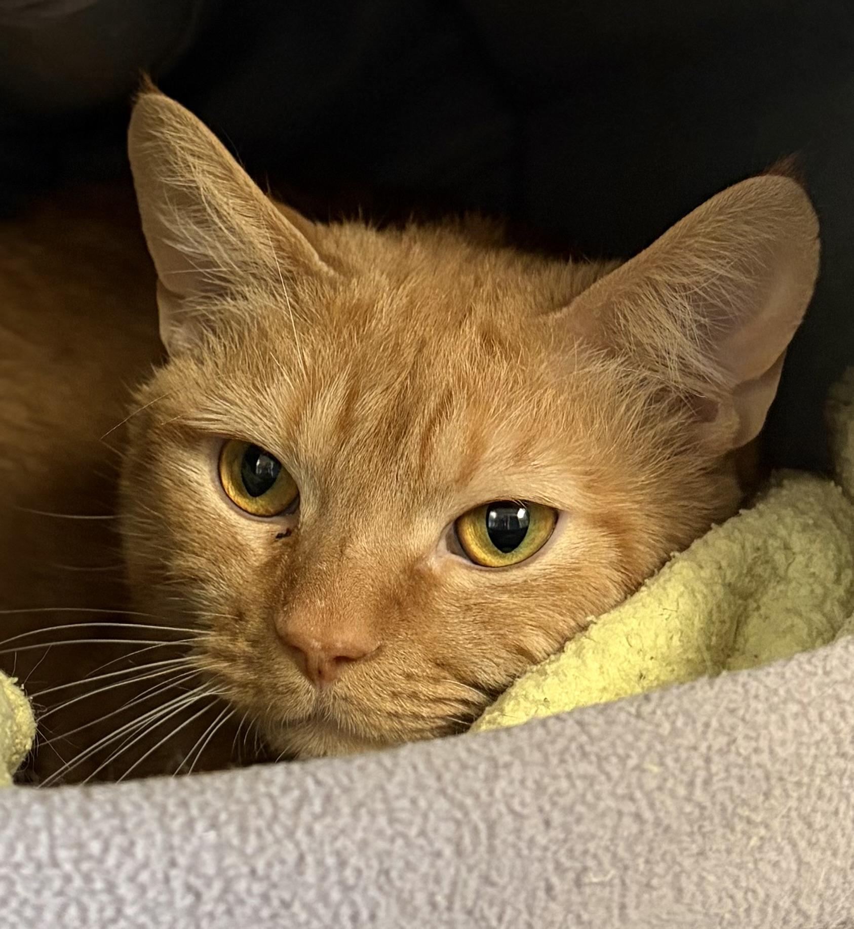 DaVinci , adopted, Adult Male Domestic Short Hair.