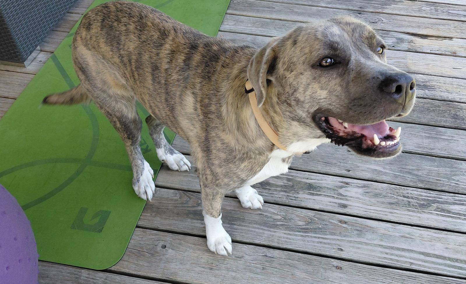 Enlarge Sharon, a Adoptable mixed breed in McKinney, TX image 1/3