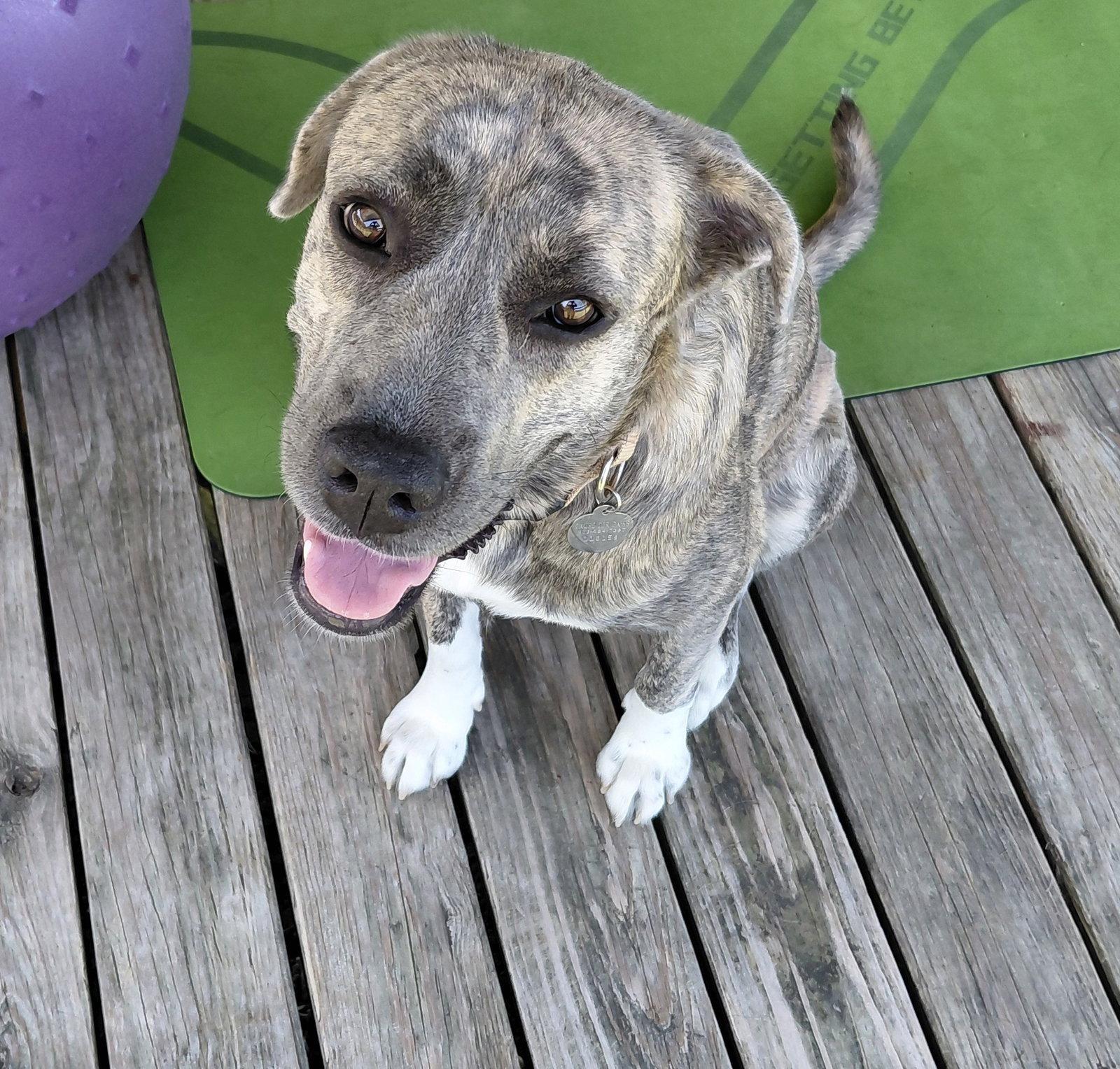 Enlarge Sharon, a Adoptable mixed breed in McKinney, TX image 2/3
