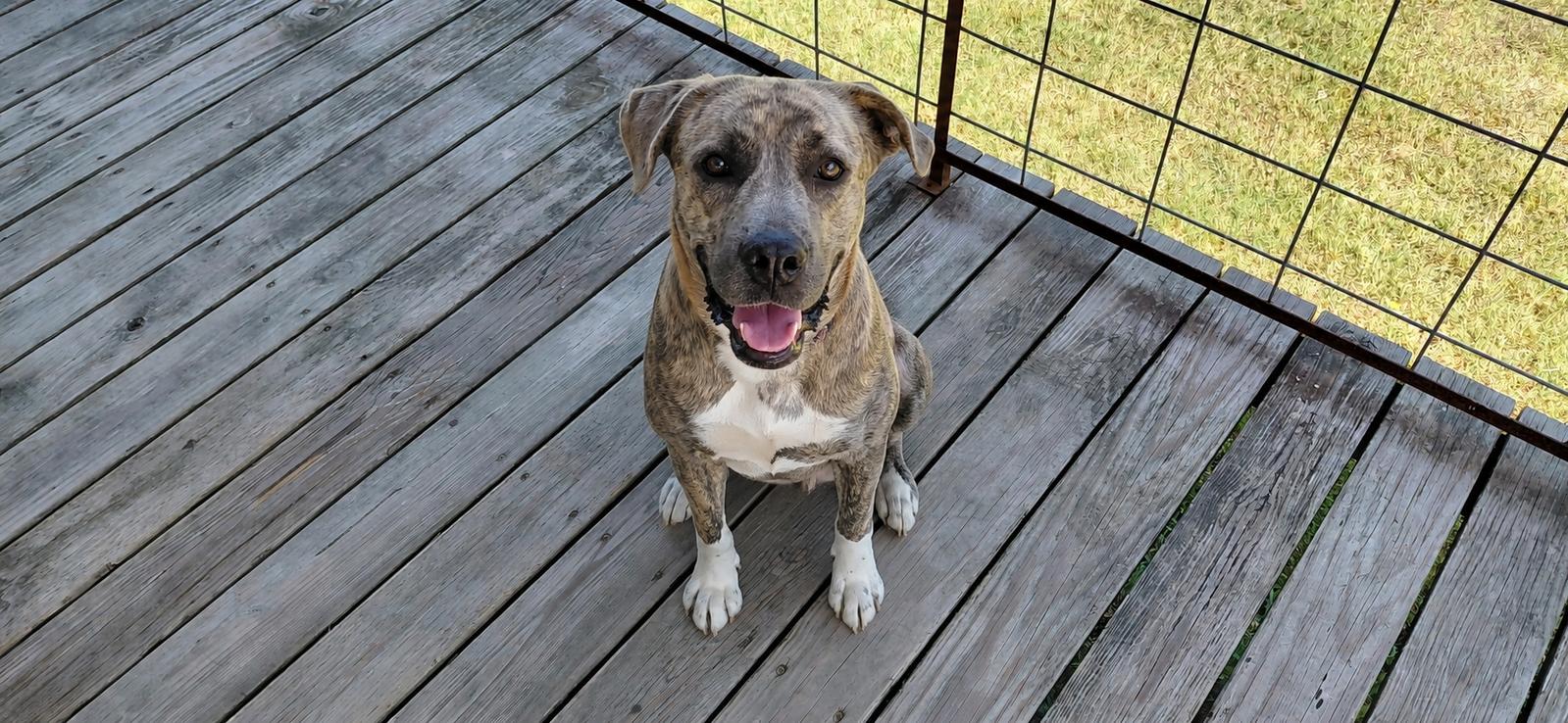 Enlarge Sharon, a Adoptable mixed breed in McKinney, TX image 3/3