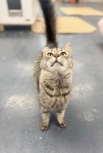 Portobello aka Little Ear, a Adoptable Domestic Long Hair in Covington, LA image 5/6