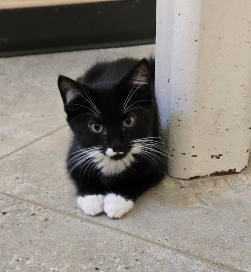 Ronald, adopted, Kitten Male Tuxedo.