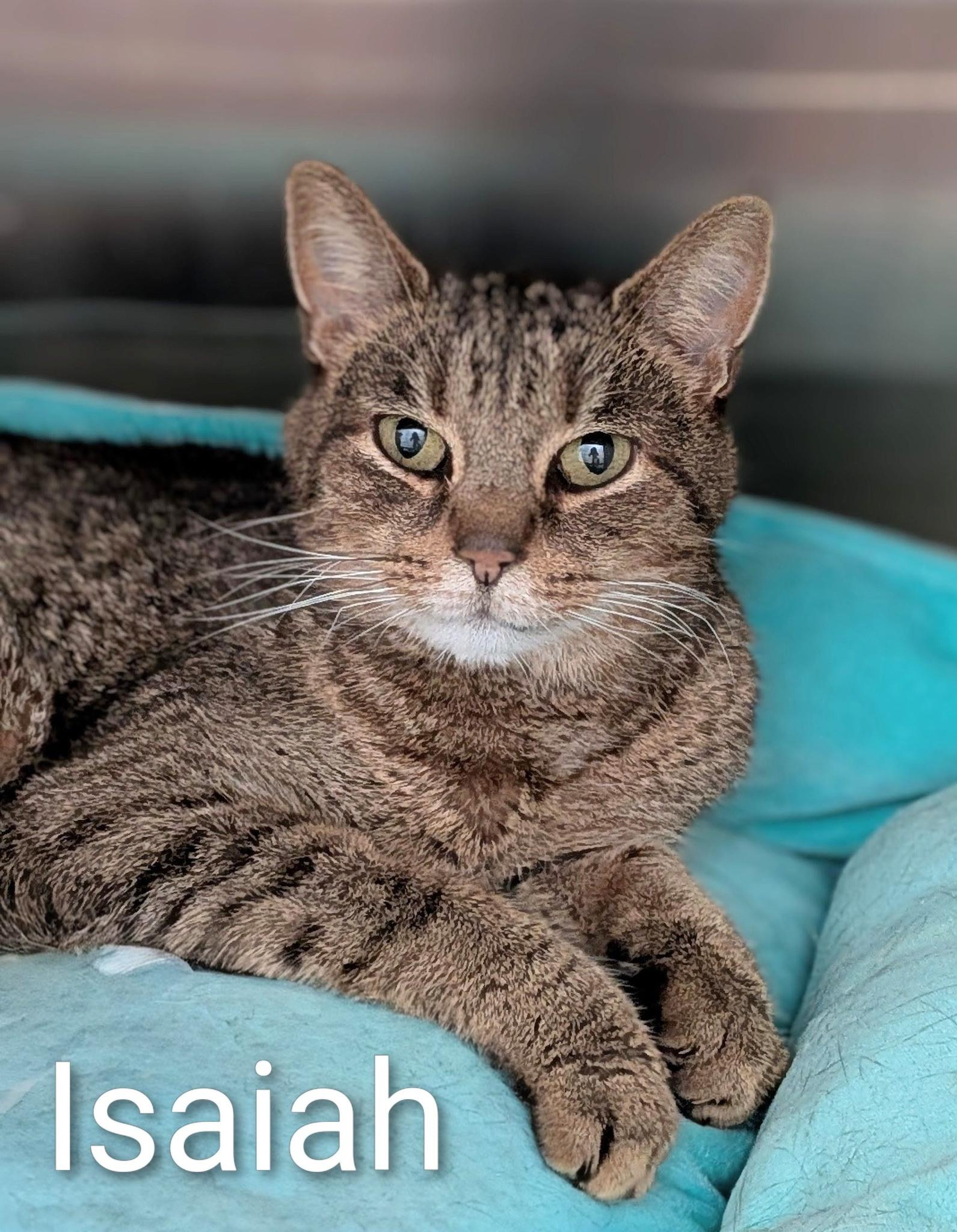 Enlarge Isaiah, a Adoptable Domestic Short Hair in Flint, MI image 1/1