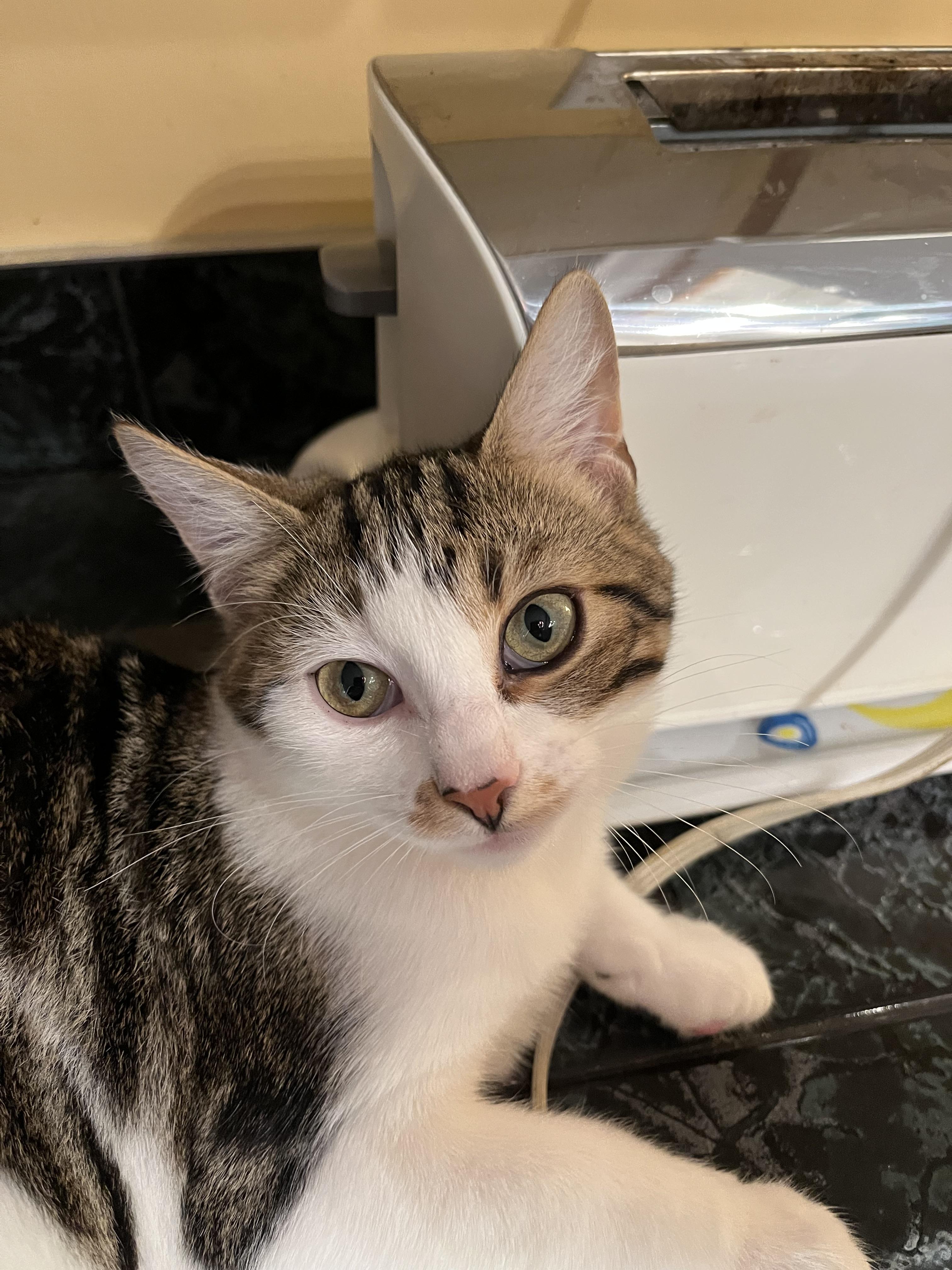 Cypress, Adopted, Young Male Domestic Short Hair.