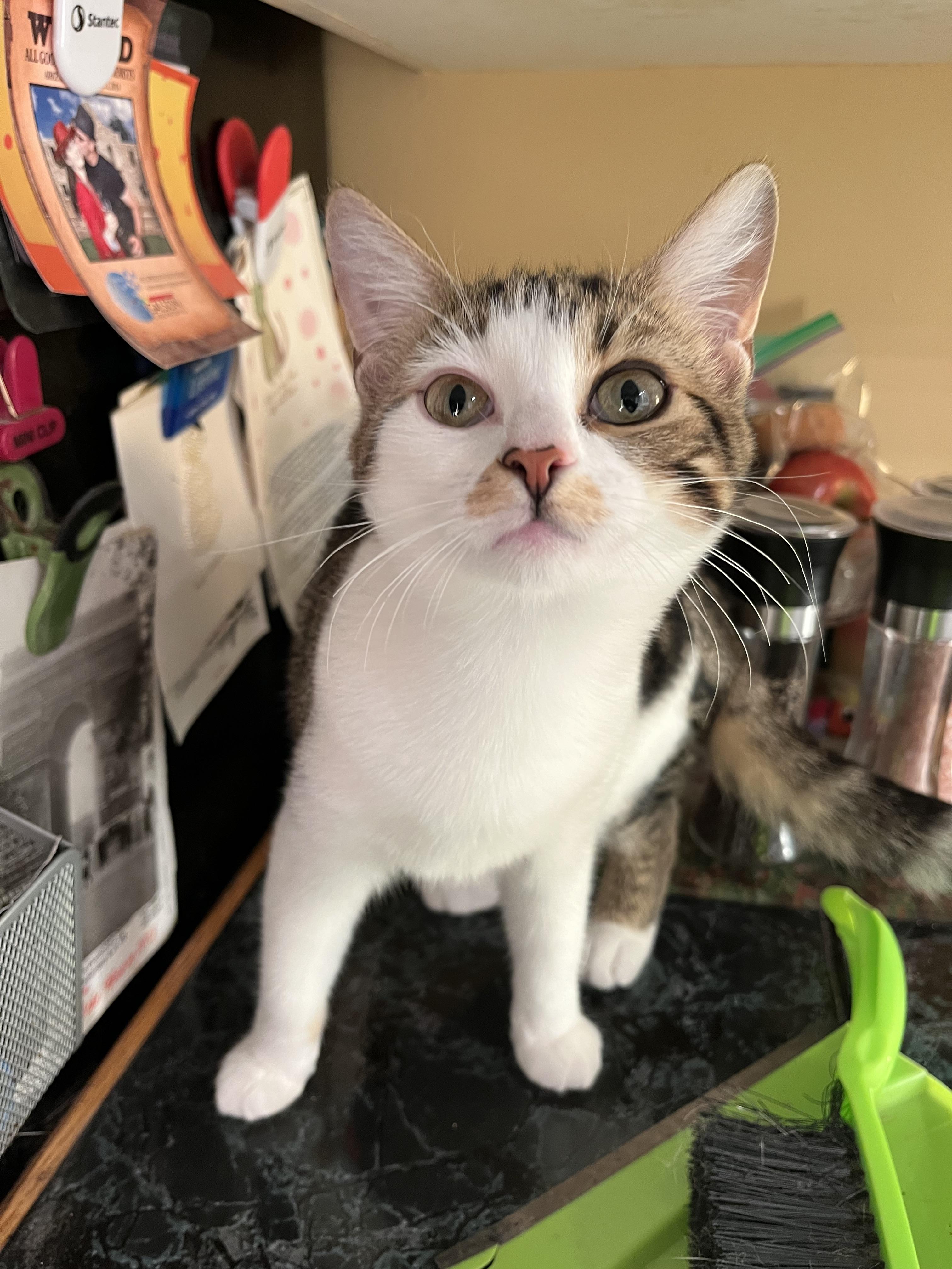 Enlarge Cypress, a Adopted Domestic Short Hair in Dartmouth, NS image 2/5