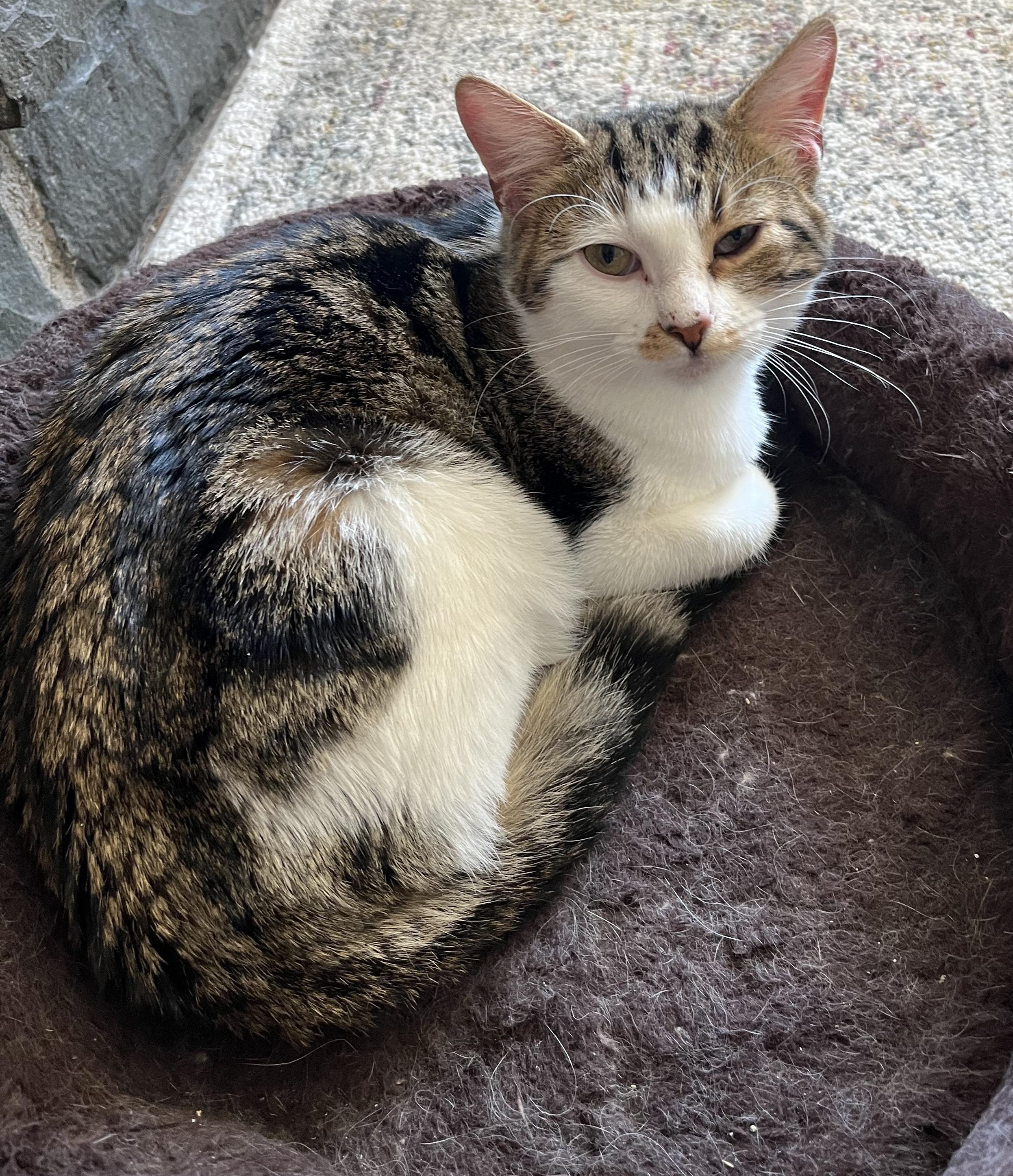 Enlarge Cypress, a Adopted Domestic Short Hair in Dartmouth, NS image 3/5