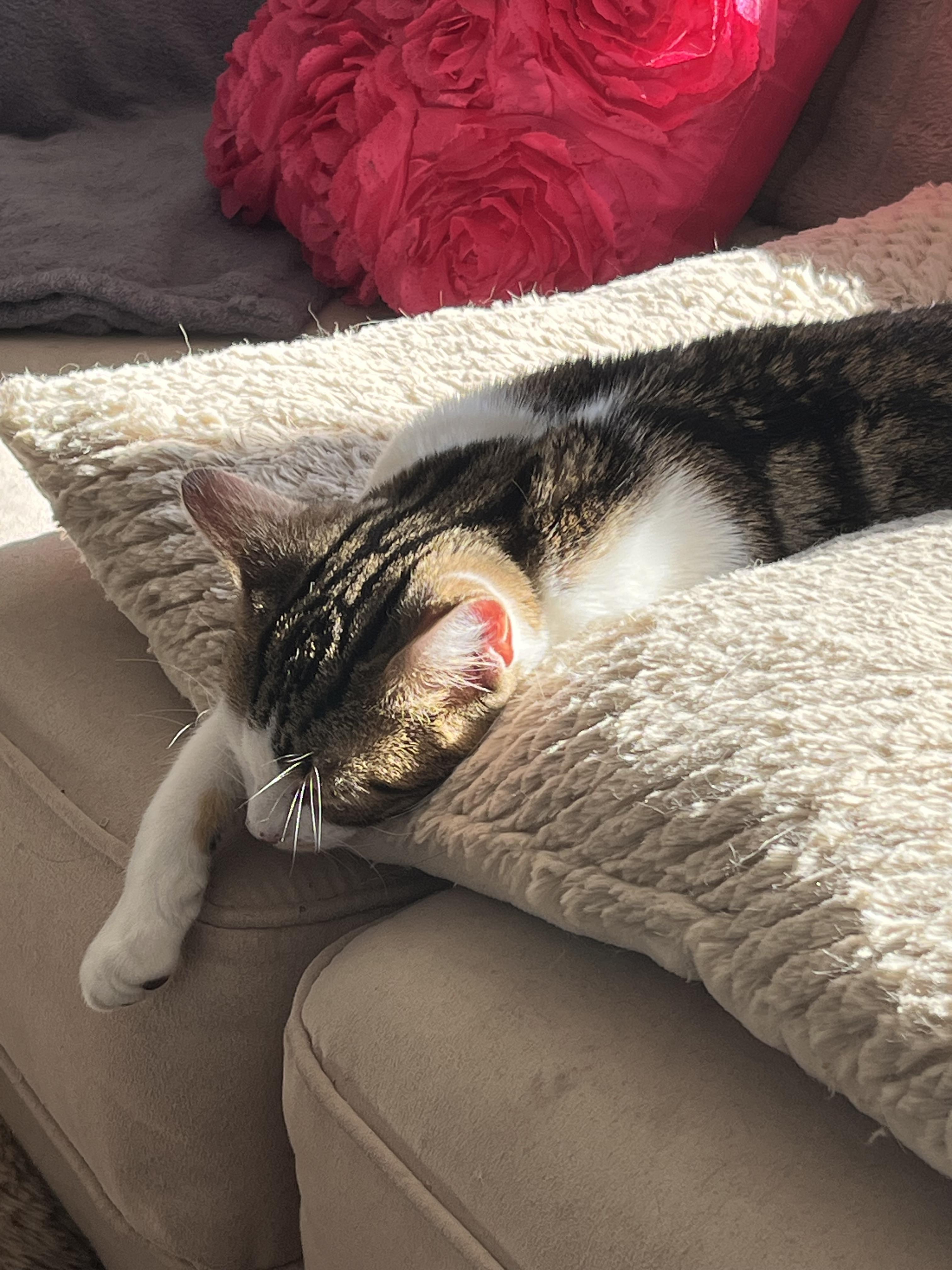 Enlarge Cypress, a Adopted Domestic Short Hair in Dartmouth, NS image 4/5