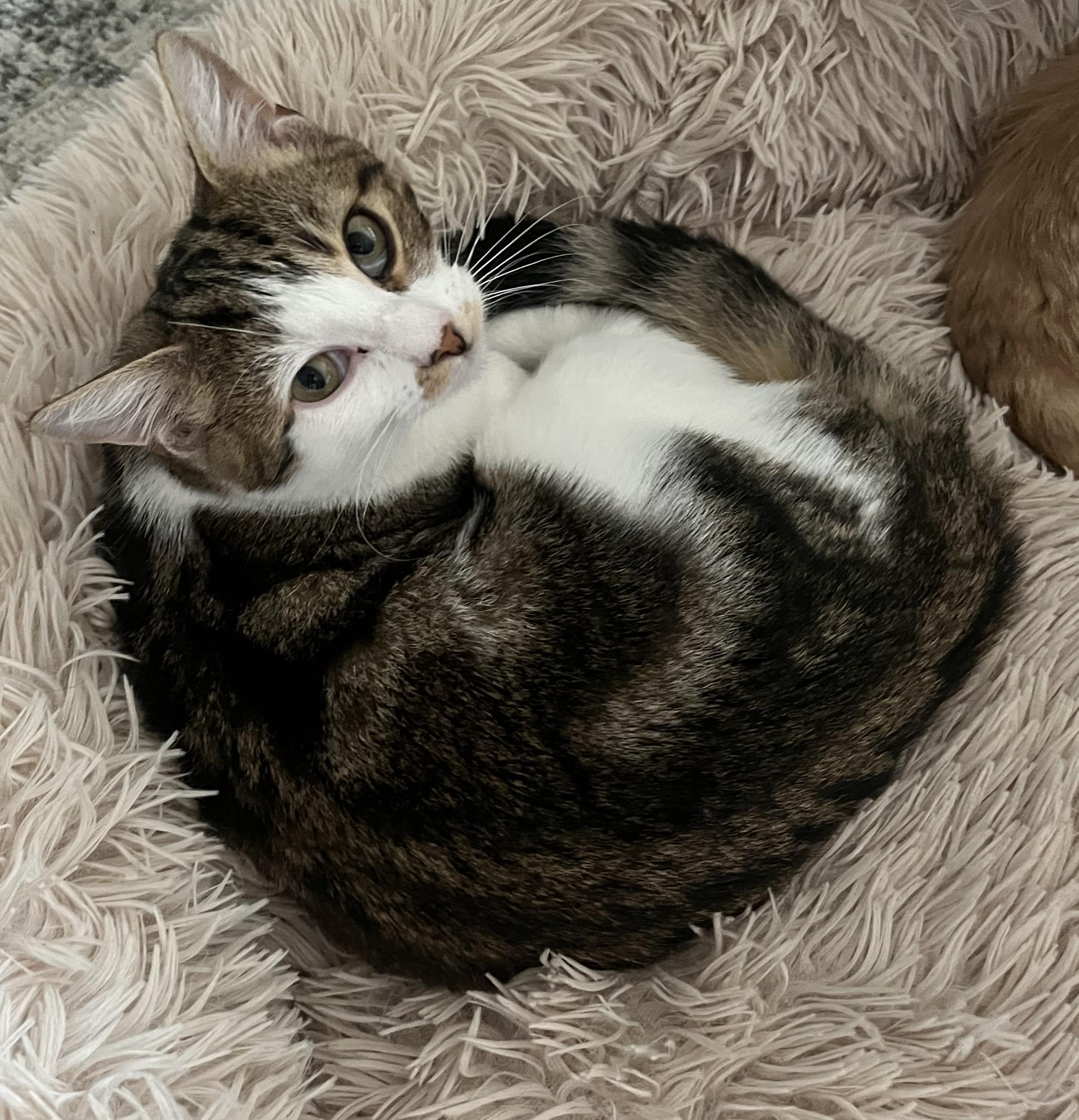 Enlarge Cypress, a Adopted Domestic Short Hair in Dartmouth, NS image 5/5