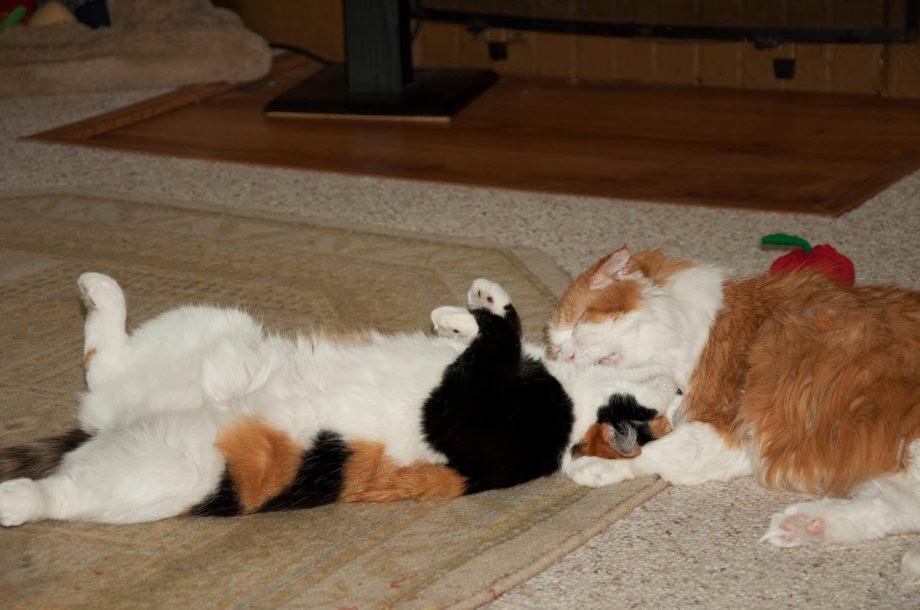 Enlarge THEA, an adopted Calico in Pena Blanca, NM image 1/4