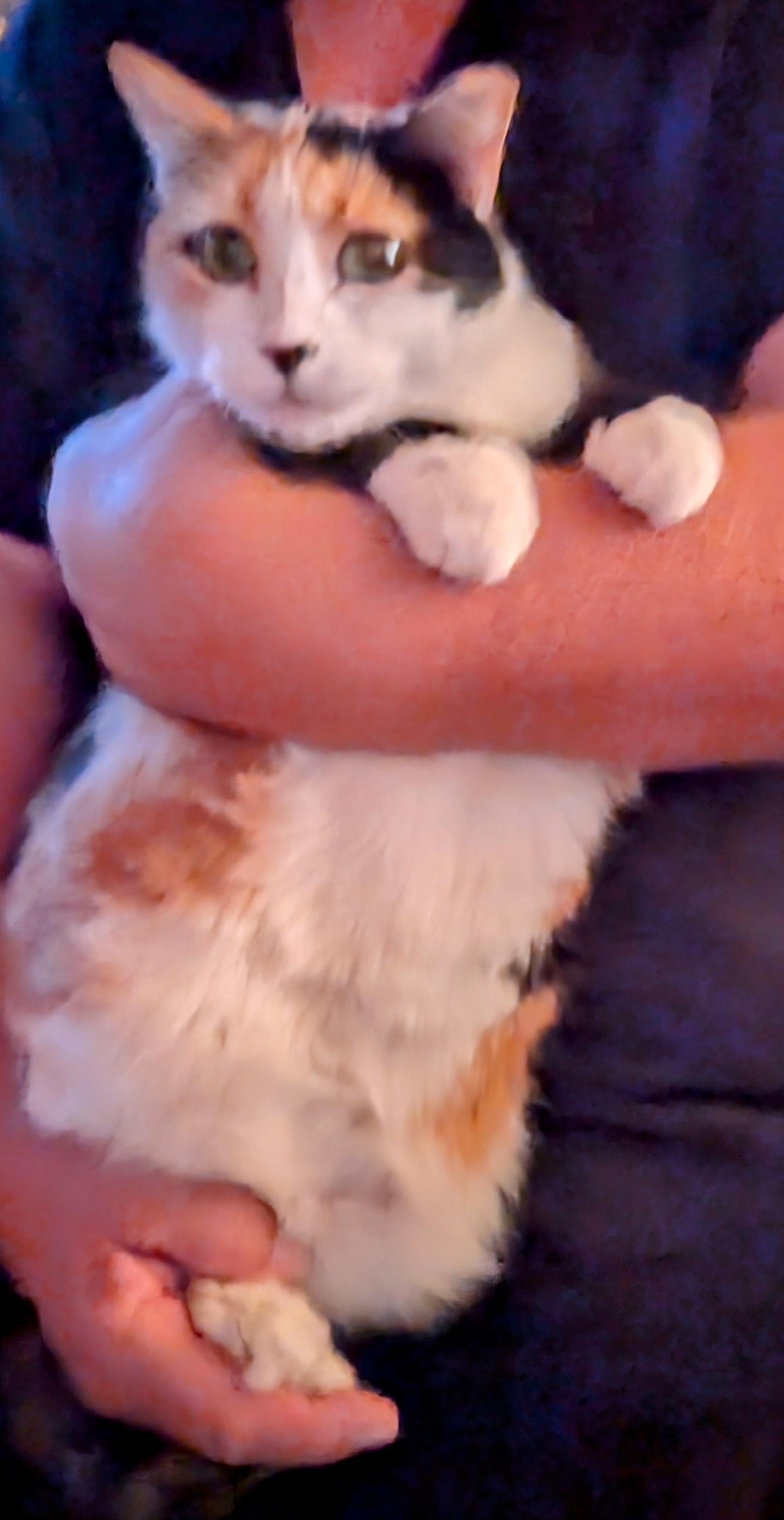 Enlarge THEA, an adopted Calico in Pena Blanca, NM image 2/4