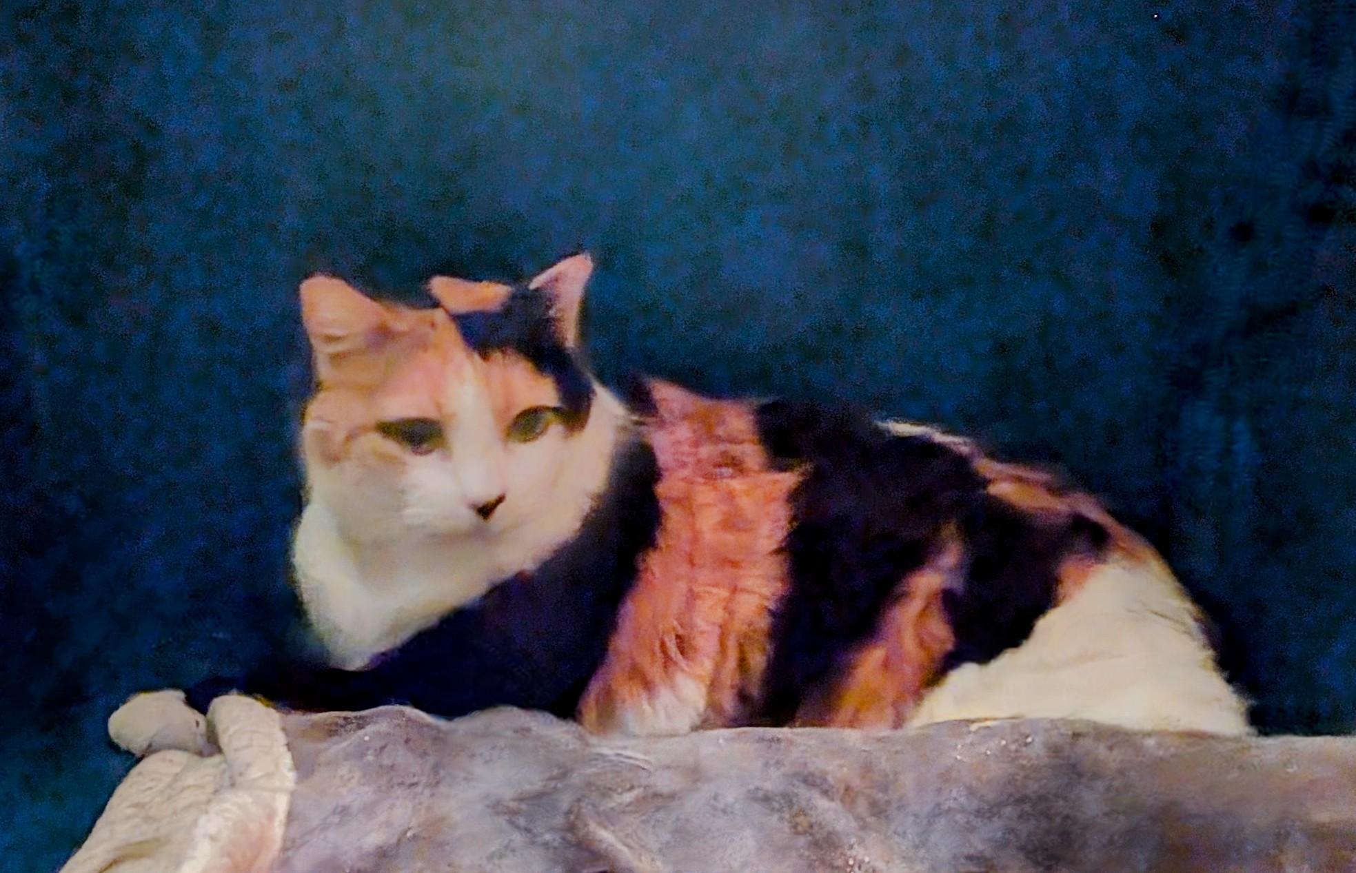 Enlarge THEA, an adopted Calico in Pena Blanca, NM image 3/4