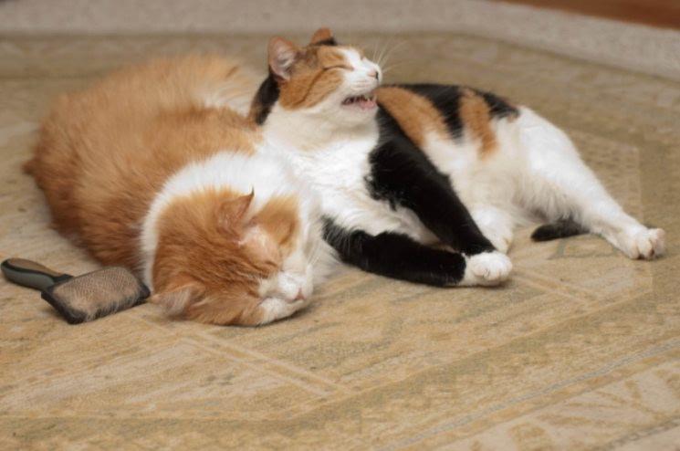 Enlarge THEA, an adopted Calico in Pena Blanca, NM image 4/4