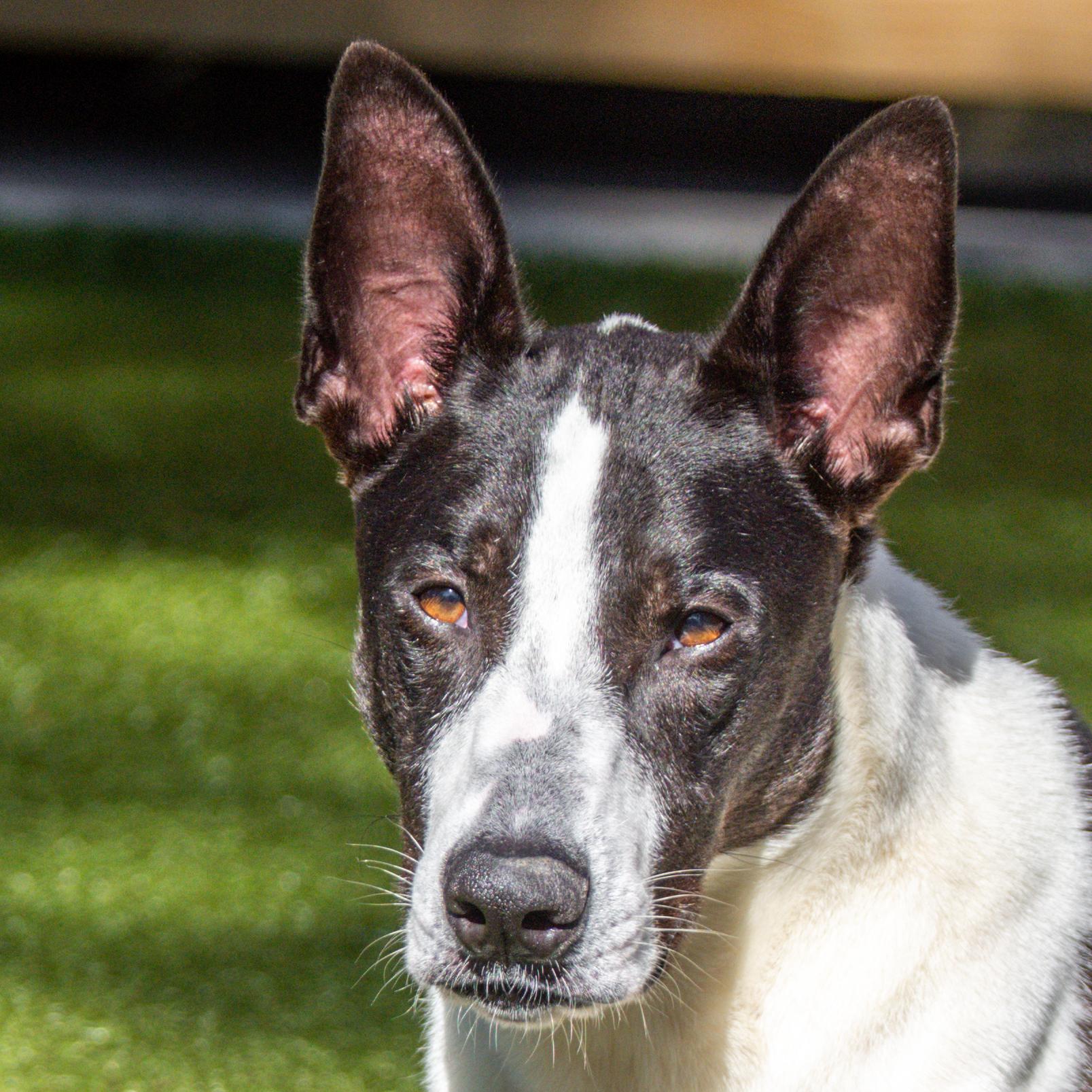 Enlarge Trooper, a Adoptable mixed breed in Hilton Head Island, SC image 1/3