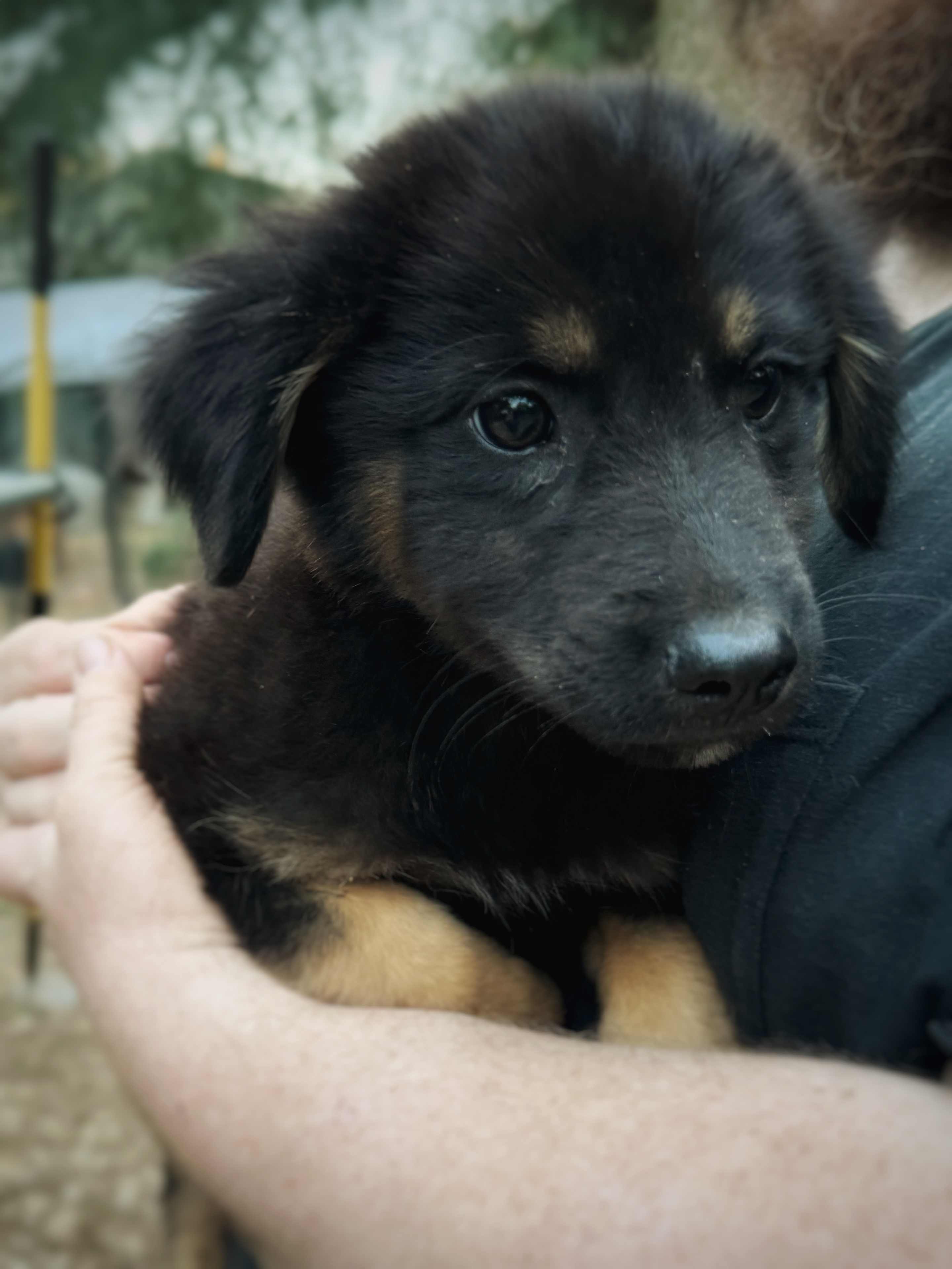 Dog for adoption GATSBY, a Shepherd & Labrador Retriever Mix in East
