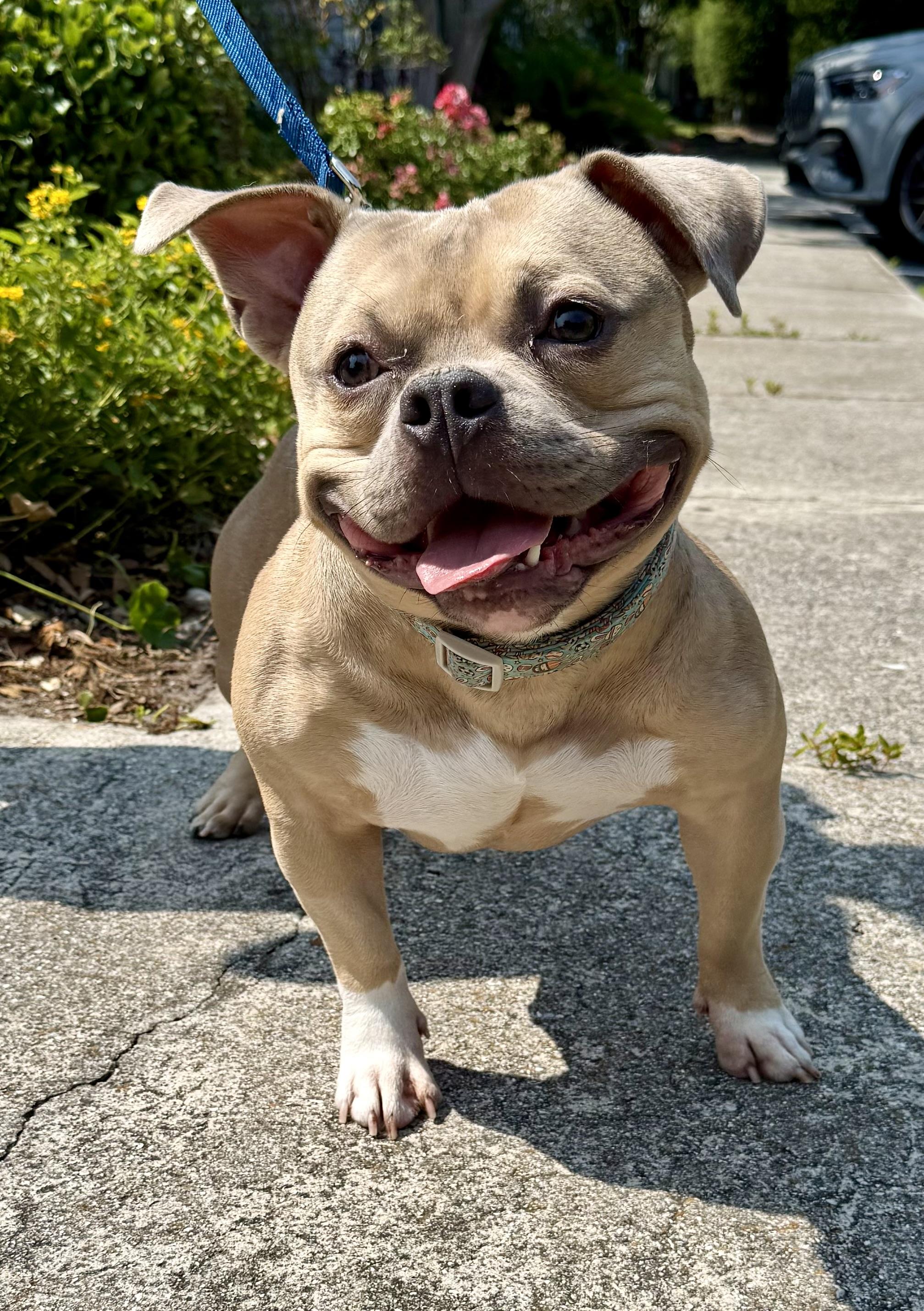 Scrappy