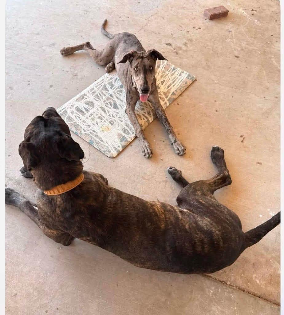 Enlarge Titan, a Adopted mixed breed in Gilbert, AZ image 5/5