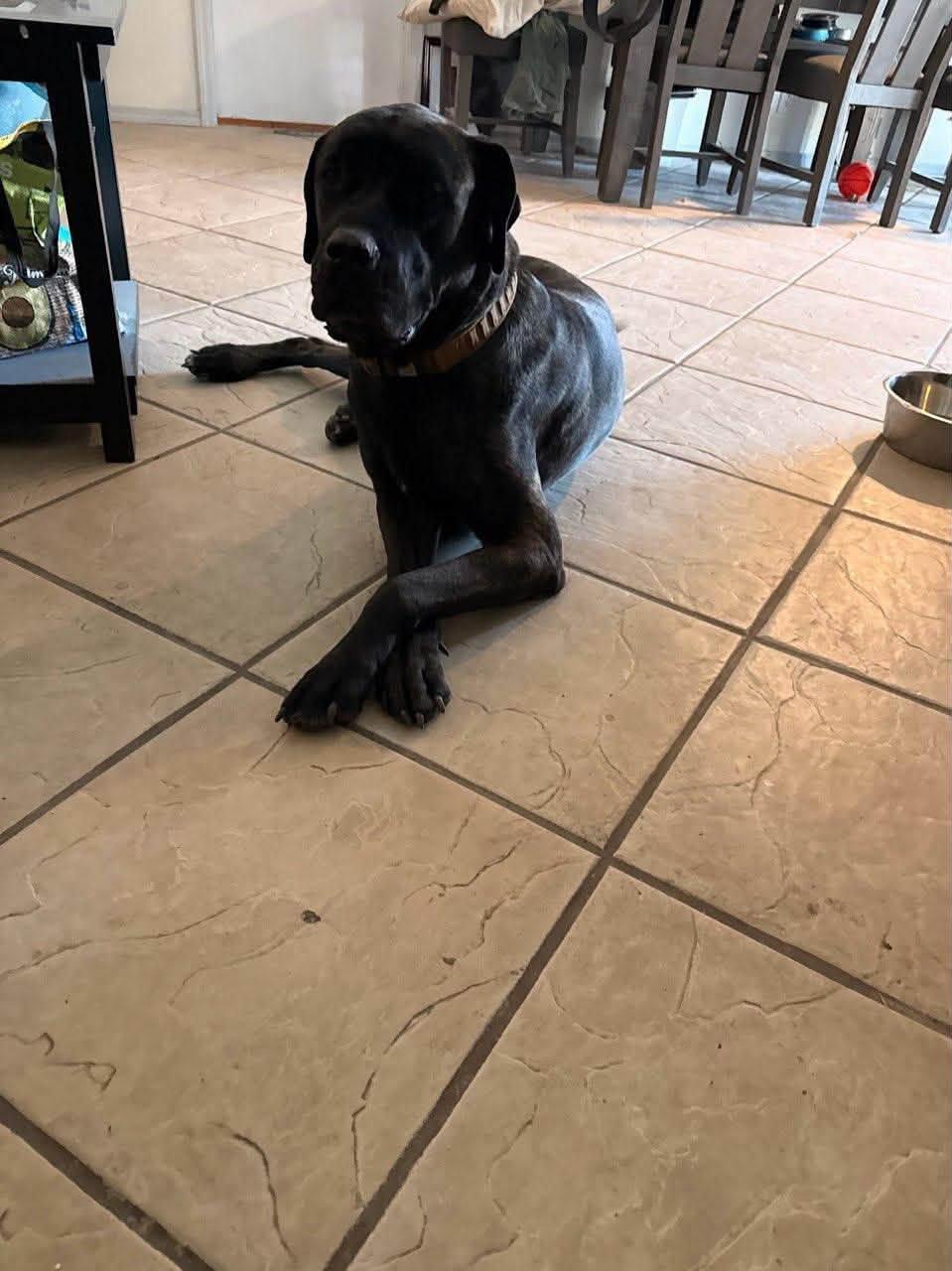Enlarge Titan, a Adopted mixed breed in Gilbert, AZ image 2/5