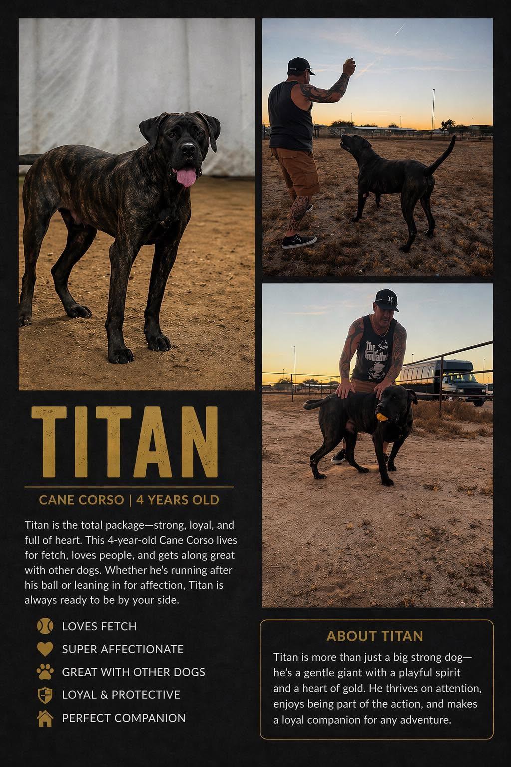 Enlarge Titan, a Adopted mixed breed in Gilbert, AZ image 3/5