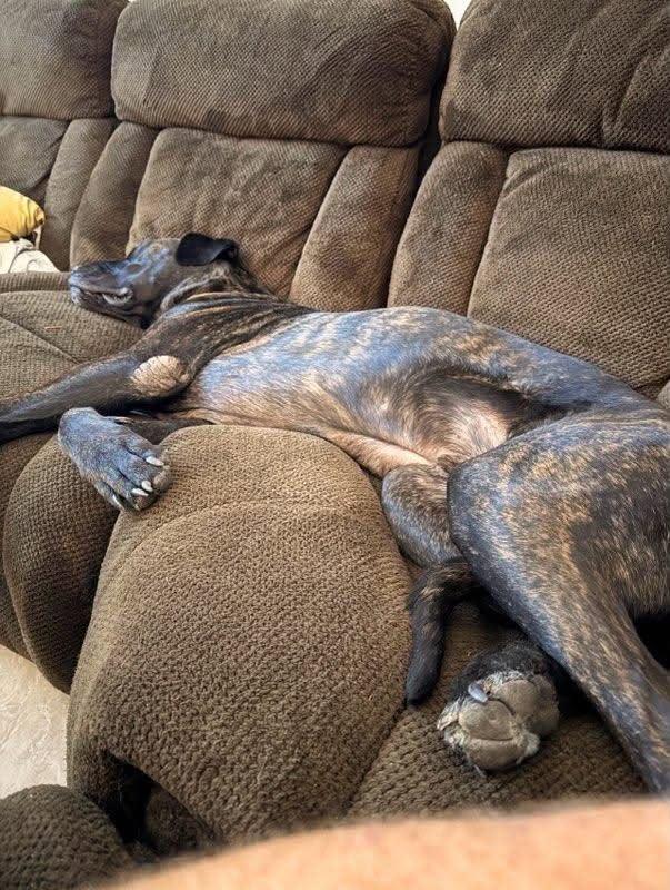 Enlarge Titan, a Adopted mixed breed in Gilbert, AZ image 4/5