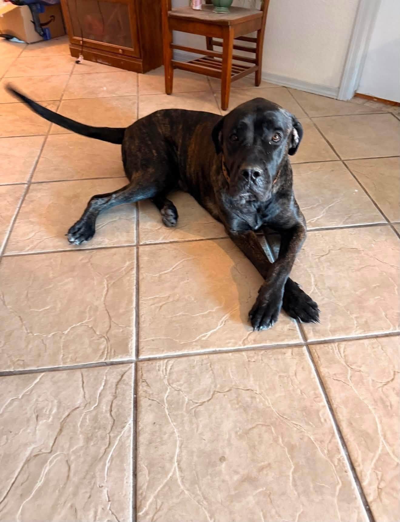 Titan, Adopted, Young Male Cane Corso & Great Dane.