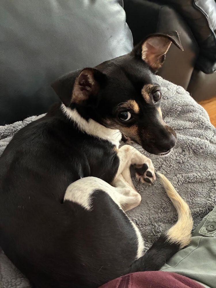 Enlarge Martini, a Adoptable mixed breed in Barrington, IL image 3/5