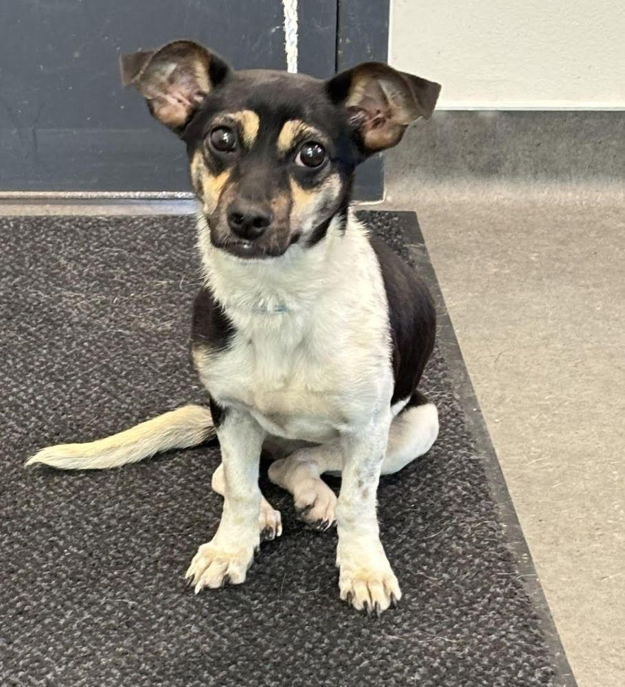 Enlarge Martini, a Adoptable mixed breed in Barrington, IL image 5/5