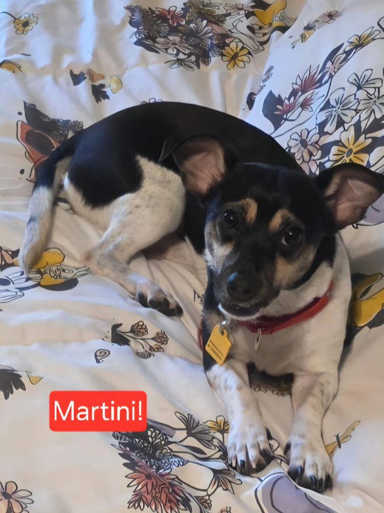 Martini, Adoptable, Young Female Dachshund & Rat Terrier.