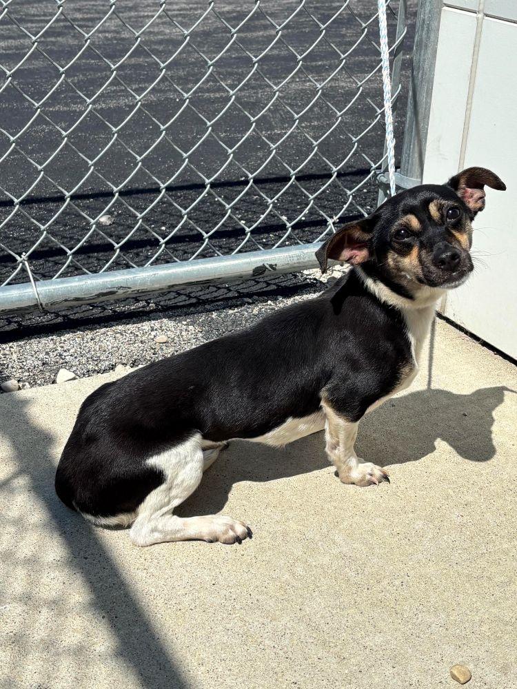 Enlarge Martini, a Adoptable mixed breed in Barrington, IL image 2/5