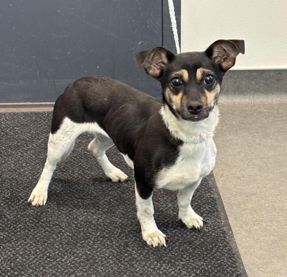 Enlarge Martini, a Adoptable mixed breed in Barrington, IL image 4/5