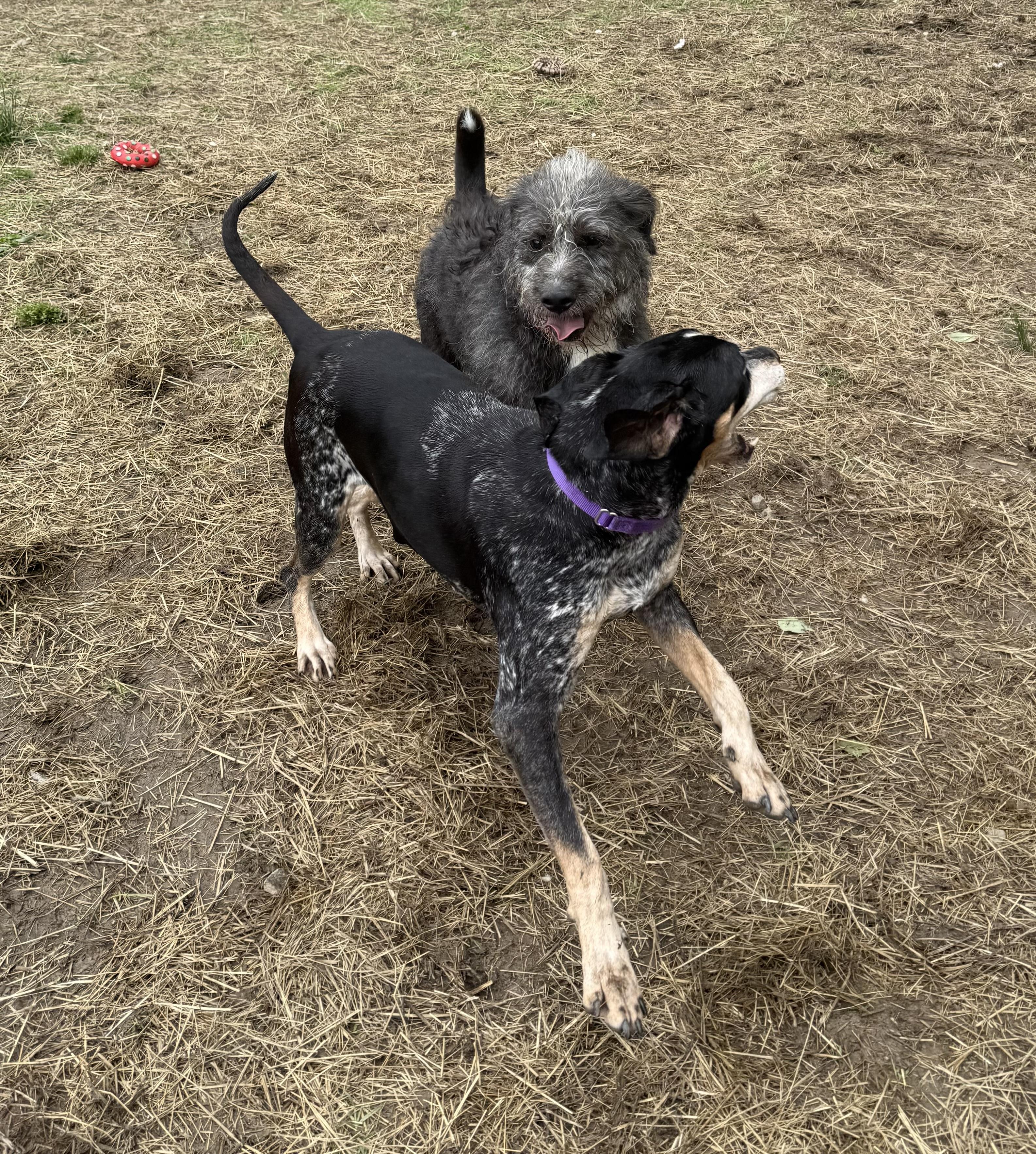 Rowdy Rambo, a ADOPTABLE mixed breed in Marshall, NC image 6/6