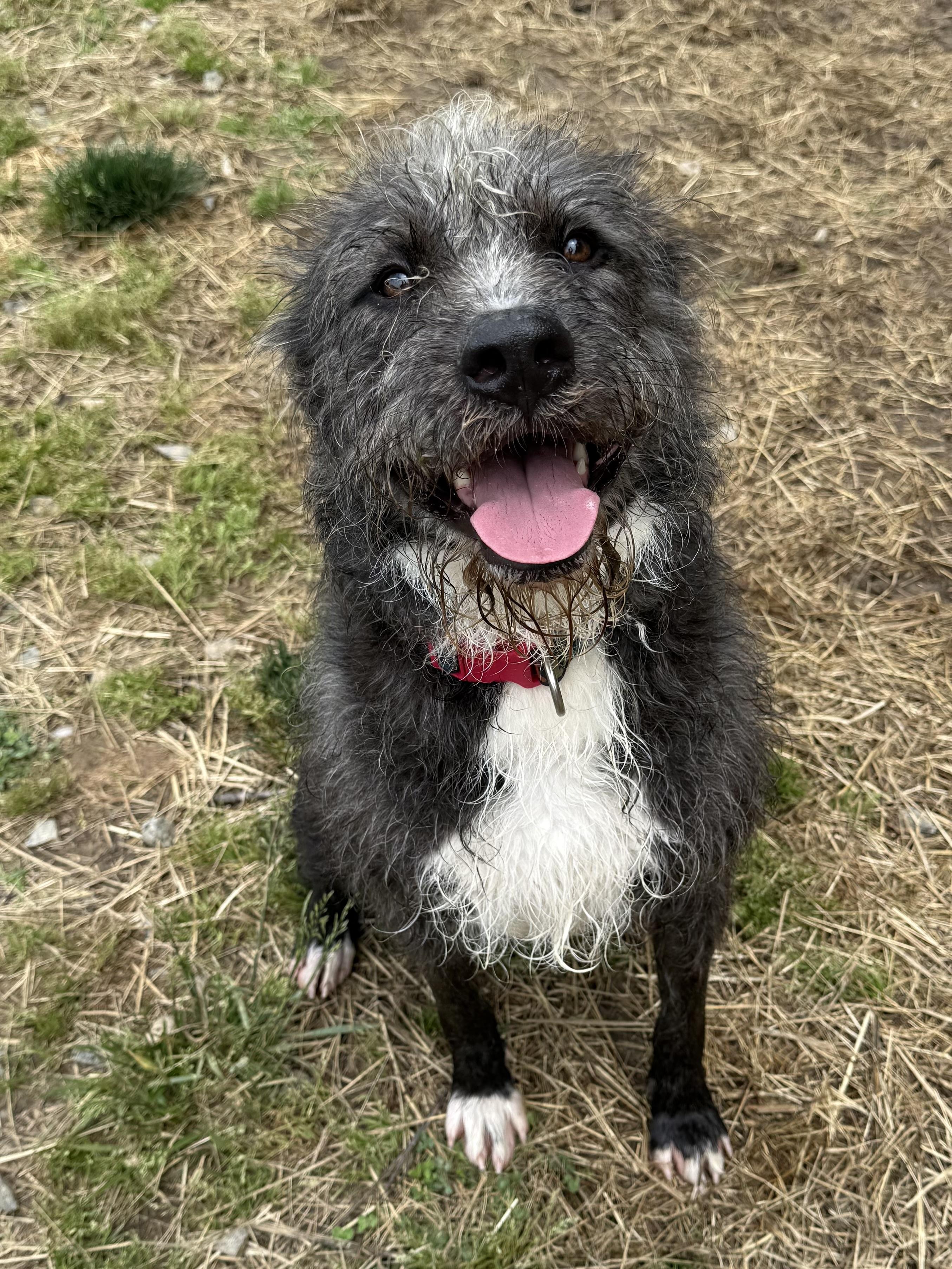 Rowdy Rambo, ADOPTABLE, Young Male Schnauzer & Poodle.