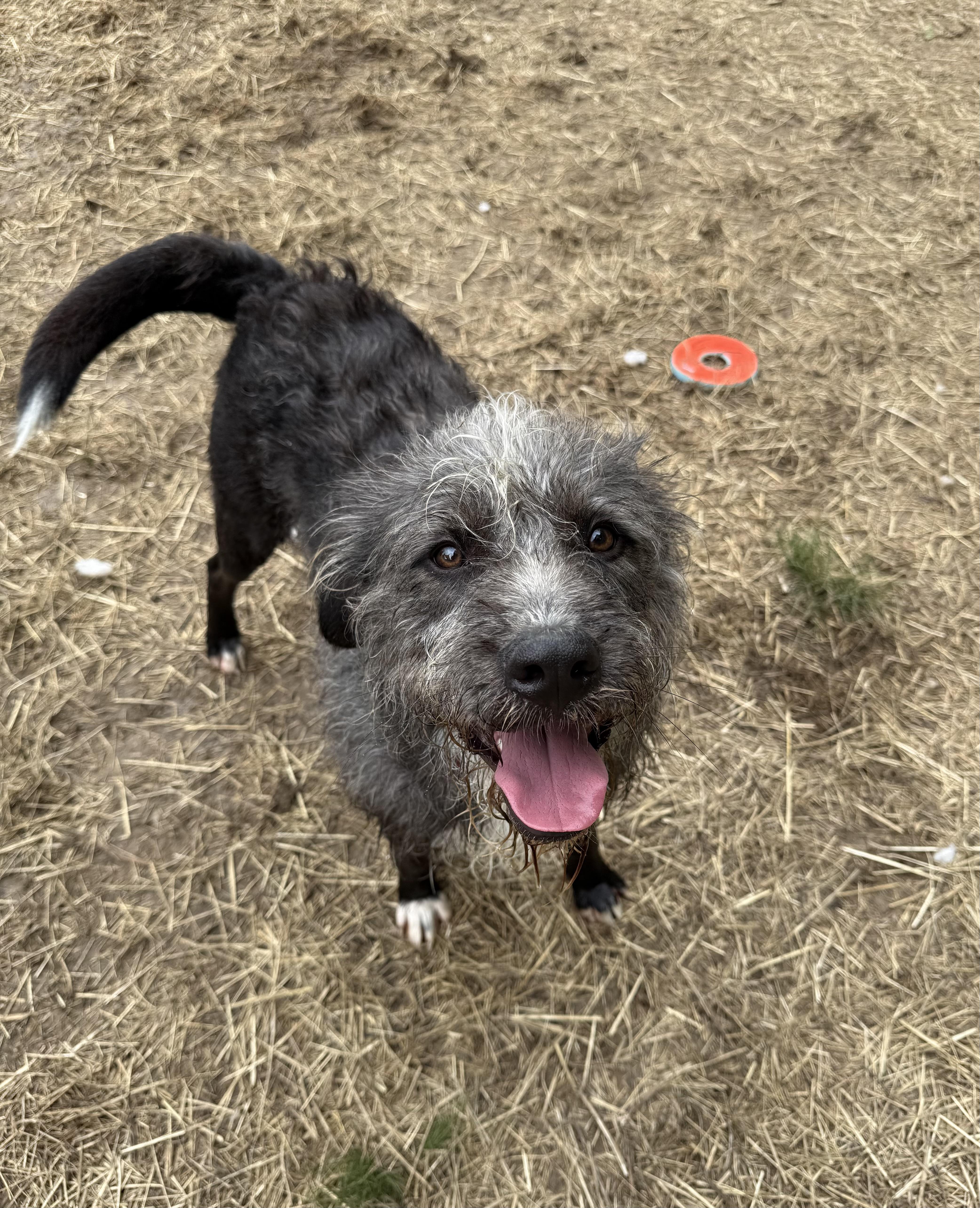 Rowdy Rambo, a ADOPTABLE mixed breed in Marshall, NC image 3/6