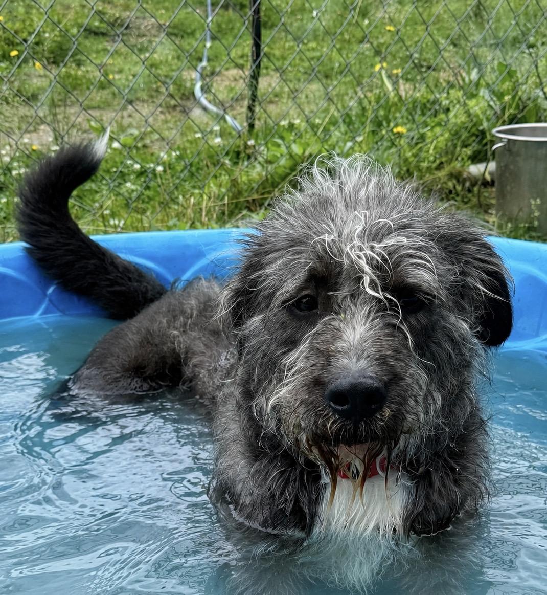 Rowdy Rambo, a ADOPTABLE mixed breed in Marshall, NC image 2/6