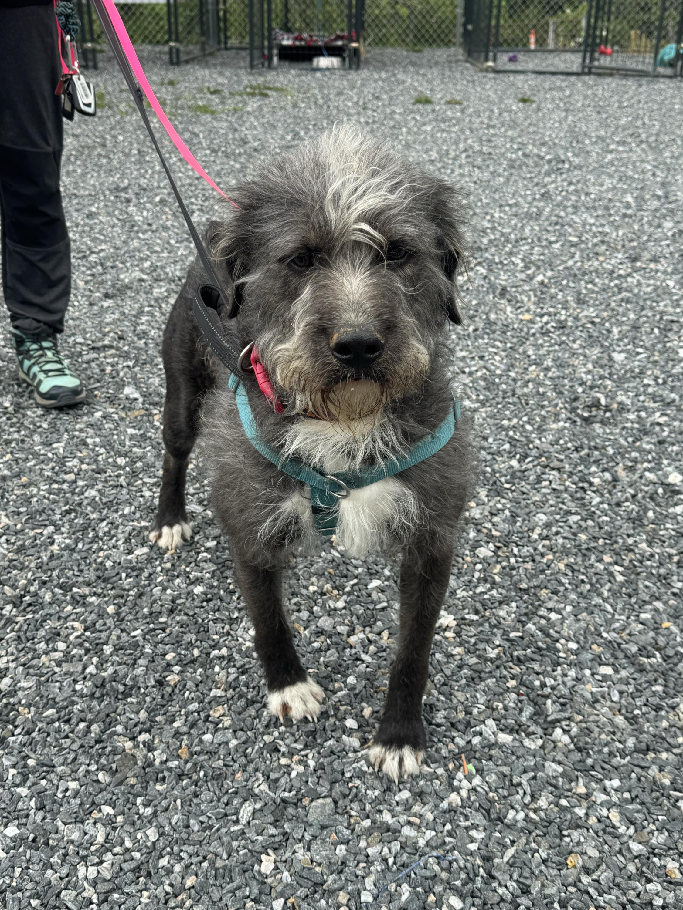 Enlarge Rowdy Rambo, a ADOPTABLE mixed breed in Marshall, NC image 1/2